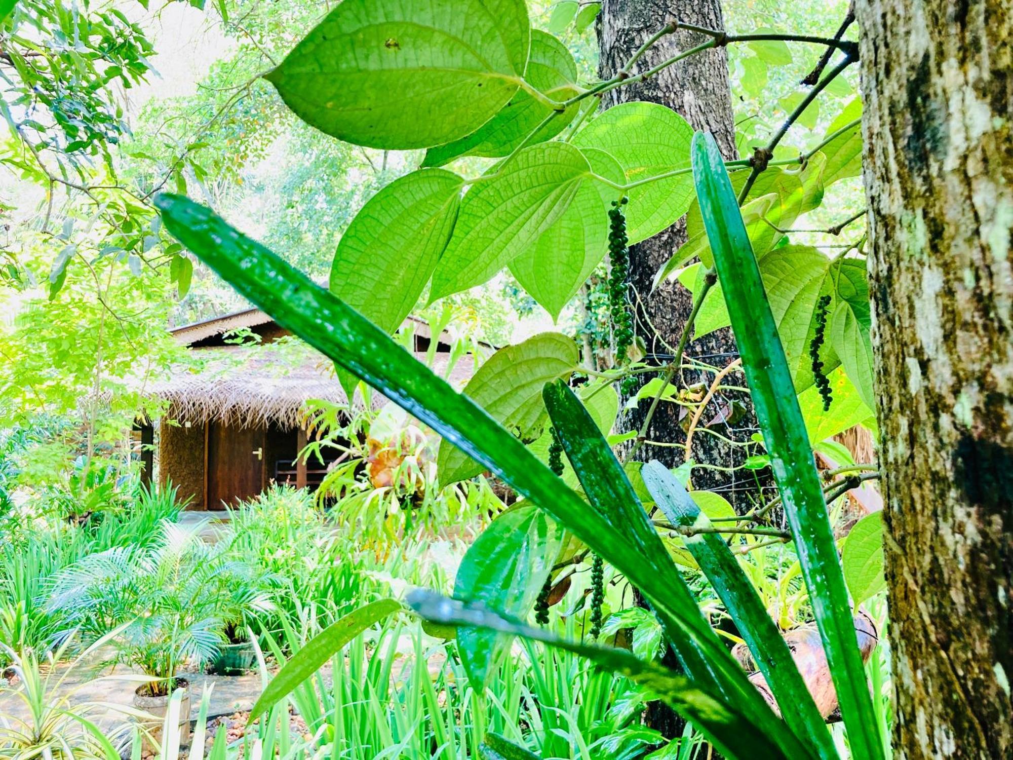 Green Paradise Cottage Udawalawa 우다왈라웨 외부 사진